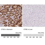 Merck Anti-CTSE antibody produced in rabbit