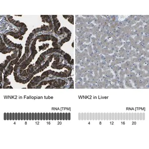 Merck Anti-WNK2 antibody produced in rabbit
