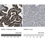 Merck Anti-WNK2 antibody produced in rabbit