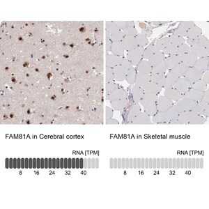 Merck Anti-FAM81A antibody produced in rabbit