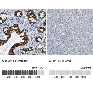Merck Anti-C15orf48 antibody produced in rabbit