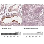 Merck Anti-CALR3 antibody produced in rabbit