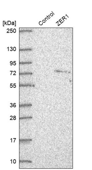 Merck Anti-ZER1 antibody produced in rabbit