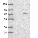 Merck Anti-ZER1 antibody produced in rabbit