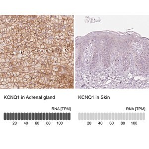Merck Anti-KCNQ1 antibody produced in rabbit