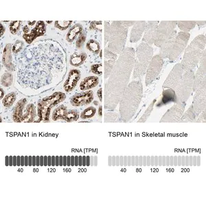 Merck Anti-TSPAN1 antibody produced in rabbit