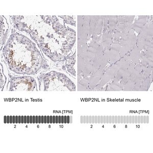 Merck Anti-WBP2NL antibody produced in rabbit