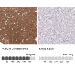 Merck Anti-FAIM2 antibody produced in rabbit