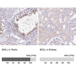 Merck Anti-BOLL antibody produced in rabbit