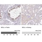 Merck Anti-BOLL antibody produced in rabbit