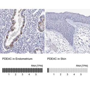 Merck Anti-PDE4C antibody produced in rabbit