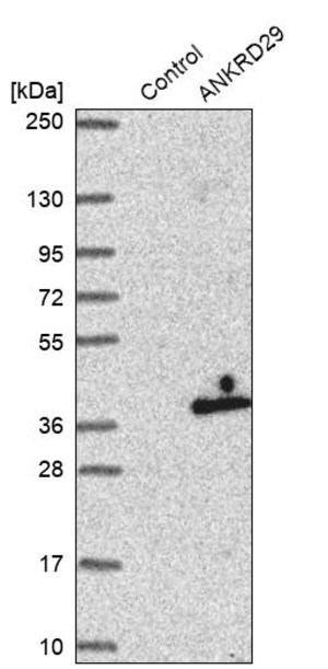 Merck Anti-ANKRD29 antibody produced in rabbit