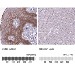 Merck Anti-DSC3 antibody produced in rabbit