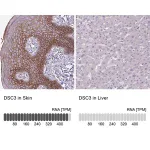 Merck Anti-DSC3 antibody produced in rabbit