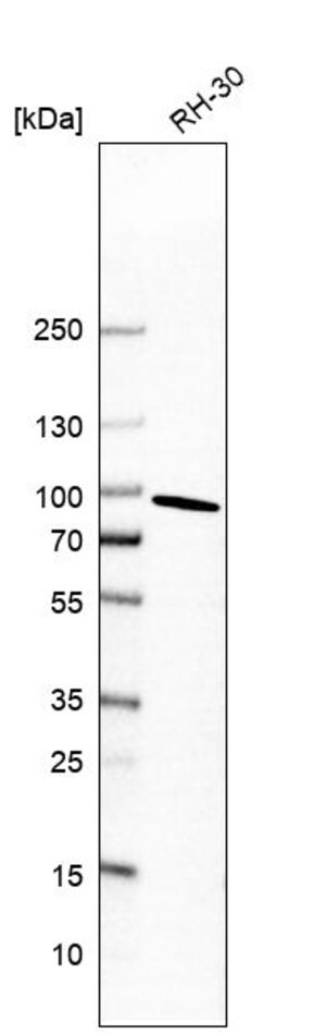 Merck Anti-NCBP1 antibody produced in rabbit