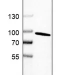Merck Anti-NCBP1 antibody produced in rabbit