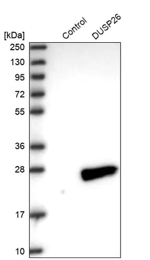 Merck Anti-DUSP26 antibody produced in rabbit