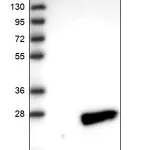 Merck Anti-DUSP26 antibody produced in rabbit