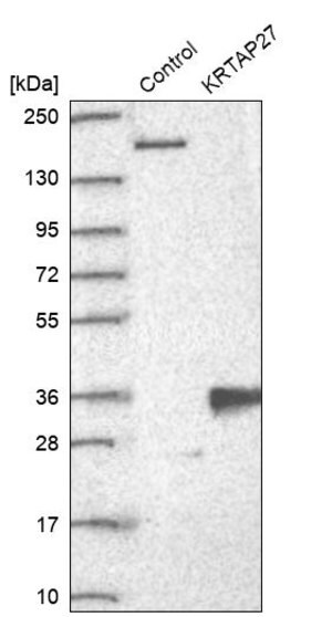 Merck Anti-KRTAP27-1 antibody produced in rabbit