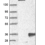 Merck Anti-KRTAP27-1 antibody produced in rabbit