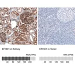 Merck Anti-EFHD1 antibody produced in rabbit