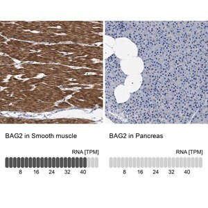 Merck Anti-BAG2 antibody produced in rabbit