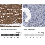 Merck Anti-BAG2 antibody produced in rabbit