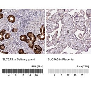 Merck Anti-SLC5A5 antibody produced in rabbit