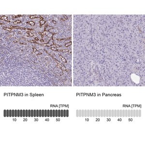 Merck Anti-PITPNM3 antibody produced in rabbit