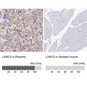 Merck Anti-LAMC3 antibody produced in rabbit