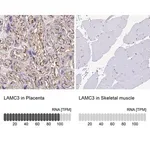 Merck Anti-LAMC3 antibody produced in rabbit