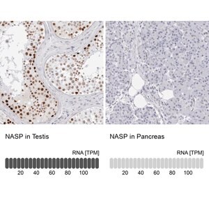 Merck Anti-NASP antibody produced in rabbit