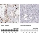 Merck Anti-NASP antibody produced in rabbit