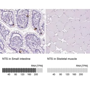 Merck Anti-NTS antibody produced in rabbit