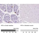 Merck Anti-NTS antibody produced in rabbit