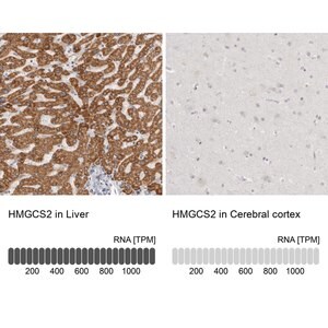 Merck Anti-HMGCS2 antibody produced in rabbit