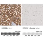Merck Anti-HMGCS2 antibody produced in rabbit