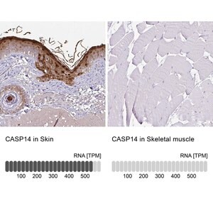 Merck Anti-CASP14 antibody produced in rabbit