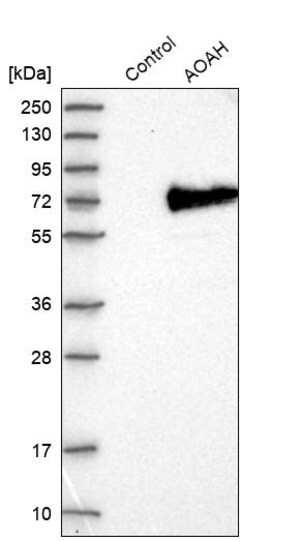 Merck Anti-AOAH antibody produced in rabbit