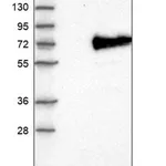 Merck Anti-AOAH antibody produced in rabbit