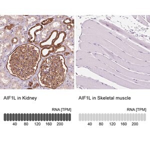 Merck Anti-AIF1L antibody produced in rabbit