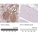 Merck Anti-AIF1L antibody produced in rabbit