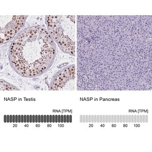Merck Anti-NASP antibody produced in rabbit