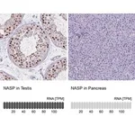Merck Anti-NASP antibody produced in rabbit