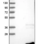 Merck Anti-TSACC antibody produced in rabbit
