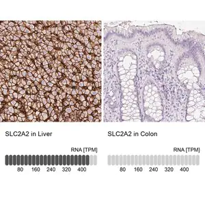 Merck Anti-SLC2A2 antibody produced in rabbit