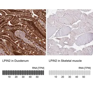 Merck Anti-LPIN2 antibody produced in rabbit