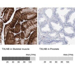 Merck Anti-TXLNB antibody produced in rabbit