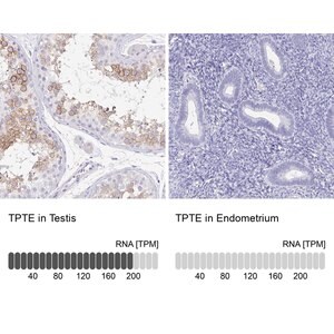 Merck Anti-TPTE antibody produced in rabbit