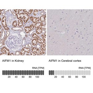 Merck Anti-AIFM1 antibody produced in rabbit